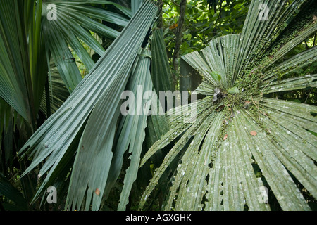Feuillage de jungle Banque D'Images