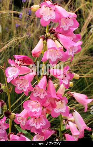 Penstemon Fujiyama Banque D'Images