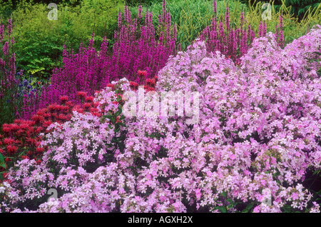 Pensthorpe Millenium Garden Phlox paniculata Monarda Lythrum Banque D'Images