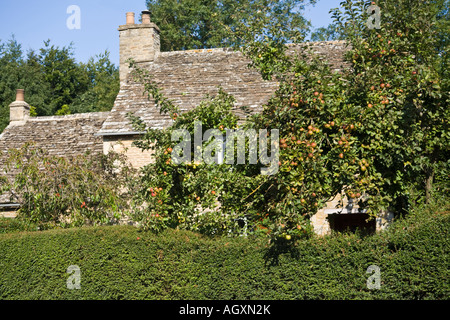 La maturation des pommes dans un chalet jardin dans le village de Cotswold Barnsley, Gloucestershire Banque D'Images