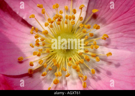 Close up coloré de l'intérieur d'une fleur Banque D'Images