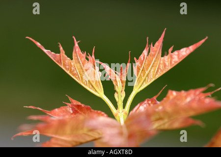 Close up of maple leafs frais Banque D'Images