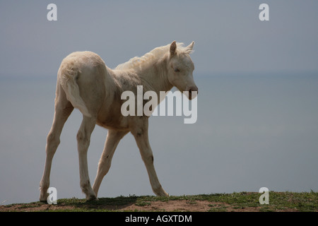 Poulain blanc debout sur clifftops dans l'ouest du pays de Galles Banque D'Images