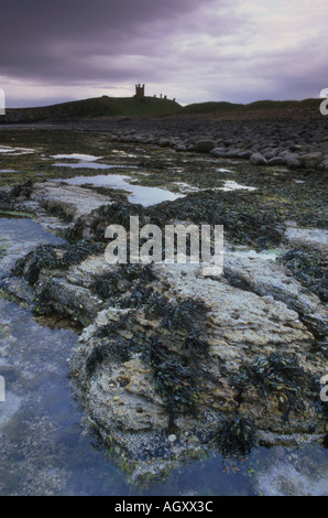 Château de Dunstanburgh avec des roches couvertes d'algues et de la plage de sable fin Banque D'Images