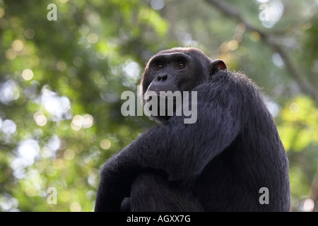 Le chimpanzé, Pan troglodytes Banque D'Images