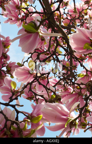 Magnolia Banque D'Images