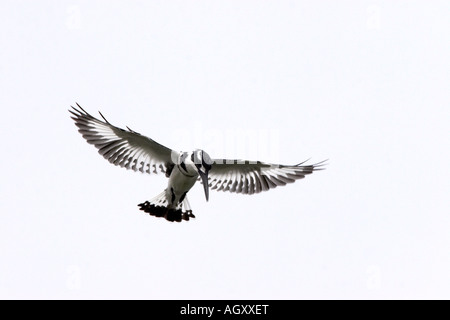 Pied Kingfisher Ceryle rudis, en vol, Banque D'Images