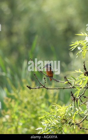 Kingfisher Alcedo atthis dans Willow Tree Granges bas Environnement Nature Reserve County Durham Banque D'Images