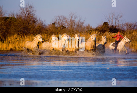 Chevaux blancs de Camargue et d'une fille de ferme en Provence, France Banque D'Images