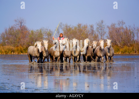 Chevaux blancs de Camargue et d'une fille de ferme en Provence, France Banque D'Images