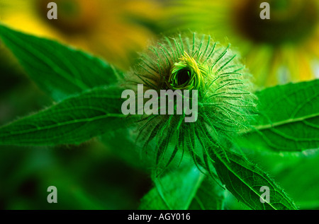 Inula Hookeri bud Banque D'Images