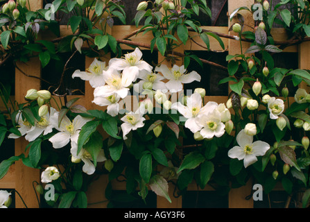 Clematis montana Alba floraison sur un treillis Banque D'Images