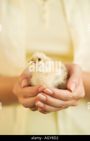 Woman holding a baby chick Banque D'Images