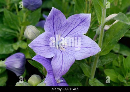 Fleur campanule à feuilles rondes Campanula rotundifolia campanule Banque D'Images