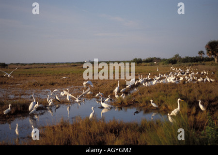 Grande Aigrette neigeuse Aigrette cigogne bois ibis blanc ibis falcinelle et Merritt Island National Wildlife Refuge, Floride Banque D'Images