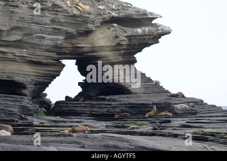 Lion de mer Galapagos Zalophus californianus wollebacki reposant sur la roche volcanique Banque D'Images