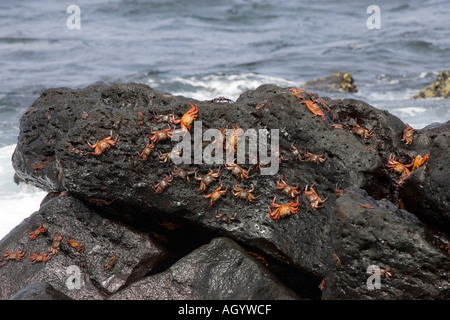 Sally Lightfoot Crab Grapsus grapsus sur les îles Galapagos Banque D'Images