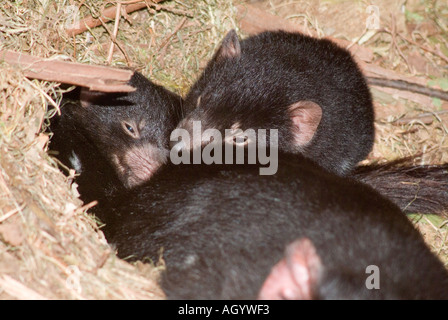Une paire de petits Sarcophilus Harrisii Tasmanian Devil blottie dans un nid derrière leur mère Banque D'Images