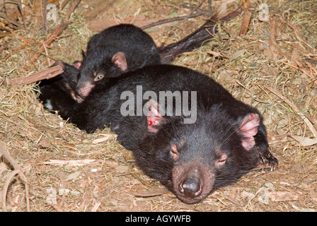 Une femelle du diable de Tasmanie Sarcophilus Harrisii dans un nid avec deux jeunes chiots. Les démons sont sérieusement menacés par une tumeur faciale Banque D'Images