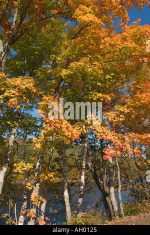 Feuillage d'automne par la rivière Hudson, Adirondacks, New York State, USA Banque D'Images