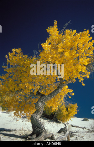 Le peuplier Populus deltoides en couleurs d'automne dans la région de White Sands National Monument Nouveau Mexique Banque D'Images