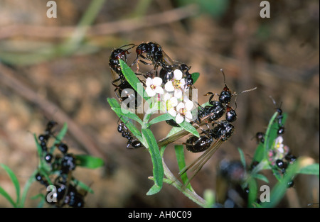 La récolte européenne Messor barbarus, Ant. Essaim nuptial avec winged Queens et Kings Banque D'Images