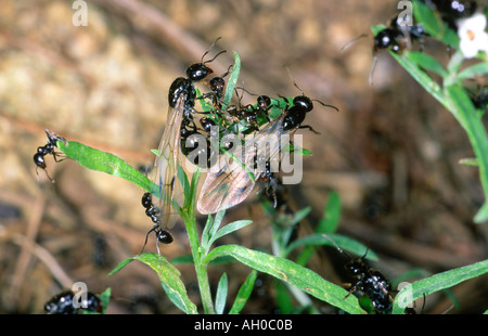 La récolte européenne Messor barbarus, Ant. Essaim nuptial avec winged Queens et Kings Banque D'Images