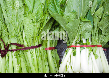 Des paquets de feuilles de moutarde et bok choy Banque D'Images