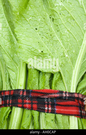 Paquet de feuilles de moutarde, close-up Banque D'Images