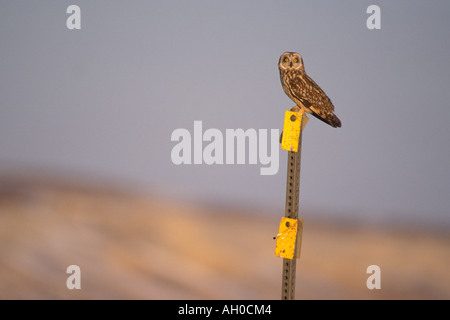 Hibou des marais Asio flammeus court sur un panneau le long de la route de l'Alaska arctique Dalton Banque D'Images