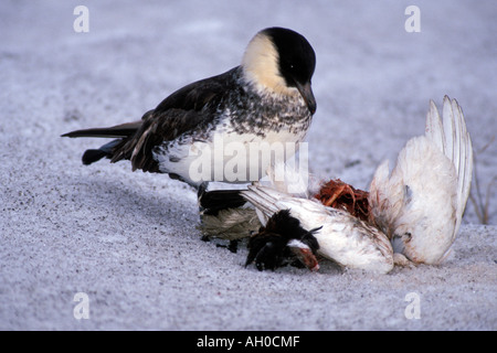 Labbe pomarin Stercorarius pomarinus manger un lagopède alpin Lagopus mutus 1002 Salon Arctic National Wildlife Refuge en Alaska Banque D'Images