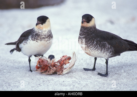 Labbe pomarin Stercorarius pomarinus manger un lagopède alpin Lagopus mutus 1002 Salon Arctic National Wildlife Refuge en Alaska Banque D'Images