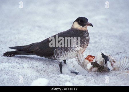 Labbe pomarin Stercorarius pomarinus manger un lagopède alpin Lagopus mutus 1002 Salon Arctic National Wildlife Refuge en Alaska Banque D'Images