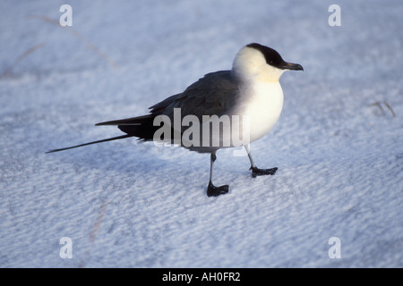 Labbe pomarin Stercorarius pomarinus sur la plaine côtière de 1002 de l'Arctic National Wildlife Refuge en Alaska Banque D'Images