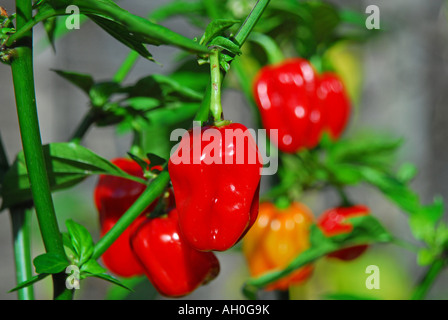 Piment Habanero (Capsicum chinense) croissant sur Bush Banque D'Images