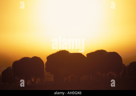 Troupeau de bœuf musqué Ovibos moschatus silhouetté au coucher du soleil de la plaine côtière de l'Arctique central Versant Nord de la chaîne de Brooks en Alaska Banque D'Images