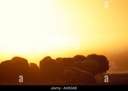 Troupeau de bœuf musqué Ovibos moschatus silhouetté au coucher du soleil de la plaine côtière de l'Arctique central Versant Nord de la chaîne de Brooks en Alaska Banque D'Images