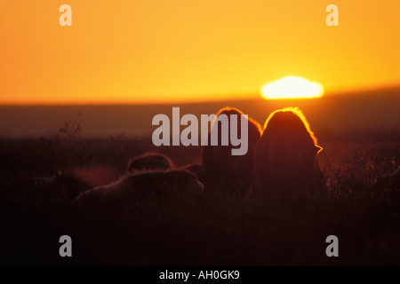 Troupeau de bœuf musqué Ovibos moschatus silhouetté au coucher du soleil de la plaine côtière de l'Arctique central Versant Nord de la chaîne de Brooks en Alaska Banque D'Images