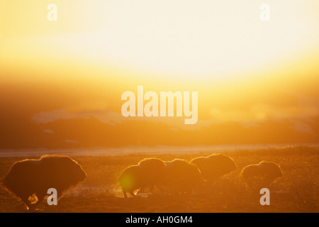 Troupeau de bœuf musqué Ovibos moschatus silhouetté au coucher du soleil de la plaine côtière de l'Arctique central Versant Nord de la chaîne de Brooks en Alaska Banque D'Images