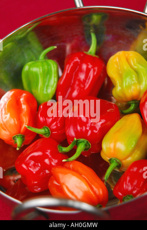 Piment Habanero (Capsicum chinense) dans un bol Banque D'Images