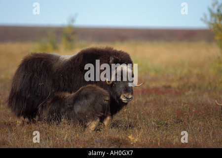 Le bœuf musqué Ovibos moschatus et vache veau nouveau-né soins infirmiers sur la plaine côtière de l'Arctique central Alaska North Slope Banque D'Images