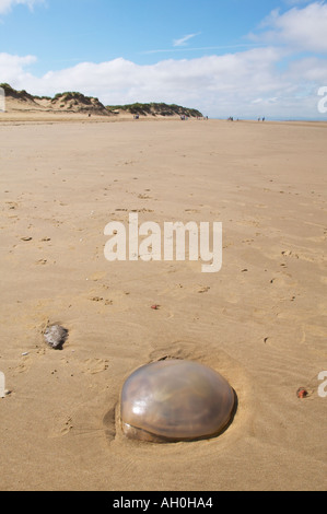 Méduse de lune échoué sur une plage de sable fin Merseyside UK Banque D'Images