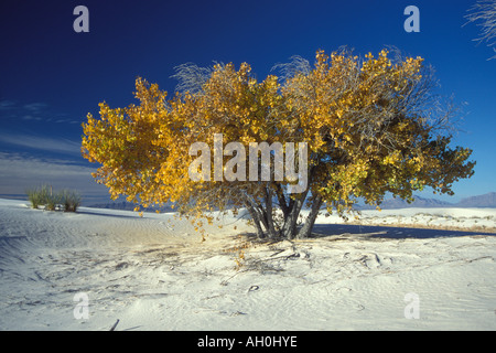 Le peuplier Populus deltoides en couleurs d'automne dans la région de White Sands National Monument Nouveau Mexique Banque D'Images