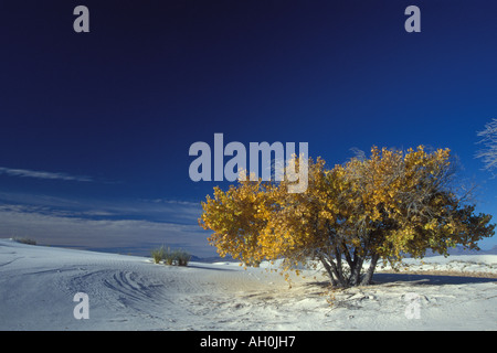 Le peuplier Populus deltoides arbres en couleurs d'automne au White Sands National Monument Nouveau Mexique Banque D'Images