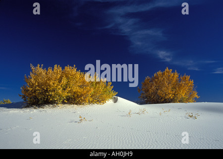 Le peuplier Populus deltoides arbres en couleurs d'automne au White Sands National Monument Nouveau Mexique Banque D'Images