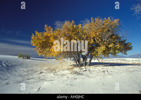 Le peuplier Populus deltoides arbres en couleurs d'automne au White Sands National Monument Nouveau Mexique Banque D'Images