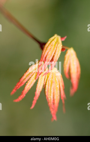 Groupe de nouveaux jeunes feuilles d'érable japonais Acer palmatum Banque D'Images