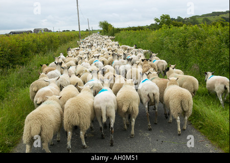 Les moutons paître le long d'un chemin de campagne au large de la baie de Morecambe salt marsh Cumbria Banque D'Images