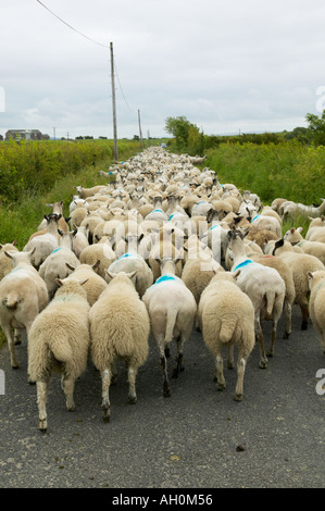 Les moutons paître le long d'un chemin de campagne au large de la baie de Morecambe salt marsh Cumbria Banque D'Images