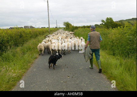 Les moutons paître le long d'un chemin de campagne au large de la baie de Morecambe salt marsh Cumbria Banque D'Images